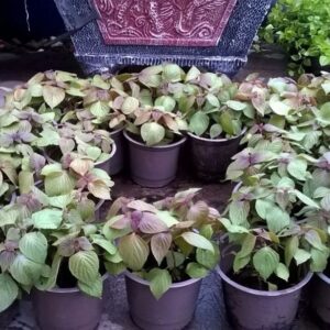 Cây tía tô trồng chậu tại tphcm