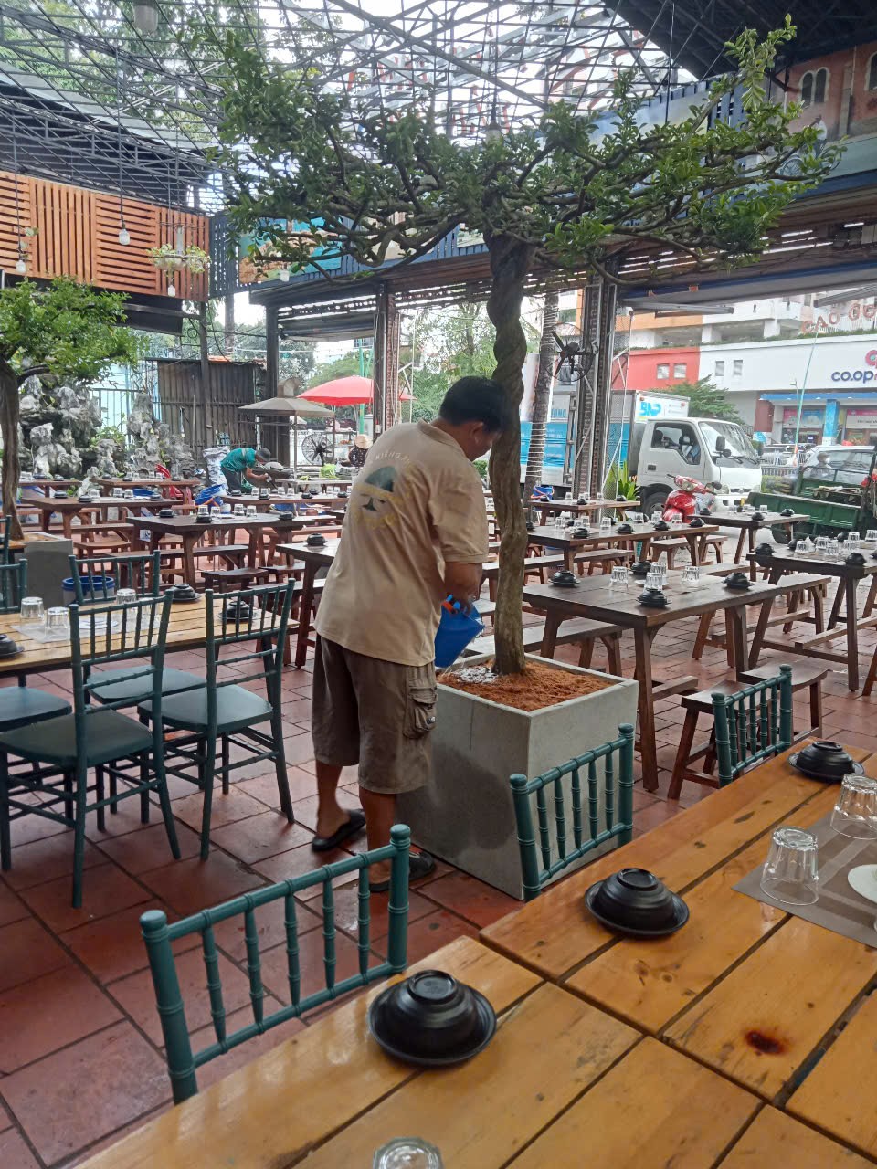 cây sơ ri bàn trà trồng trang trí quán nhà hàng