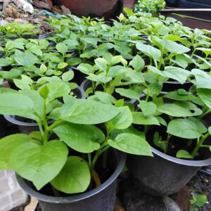 cây rau mồng tơi giống tại tphcm