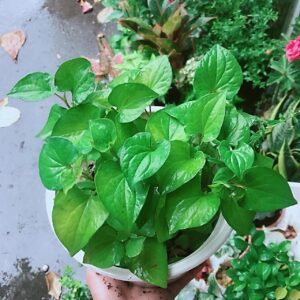 Cây rau diếp cá giống tại tphcm