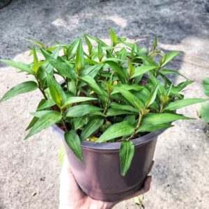 cây rau răm giống trồng chậu tại tphcm