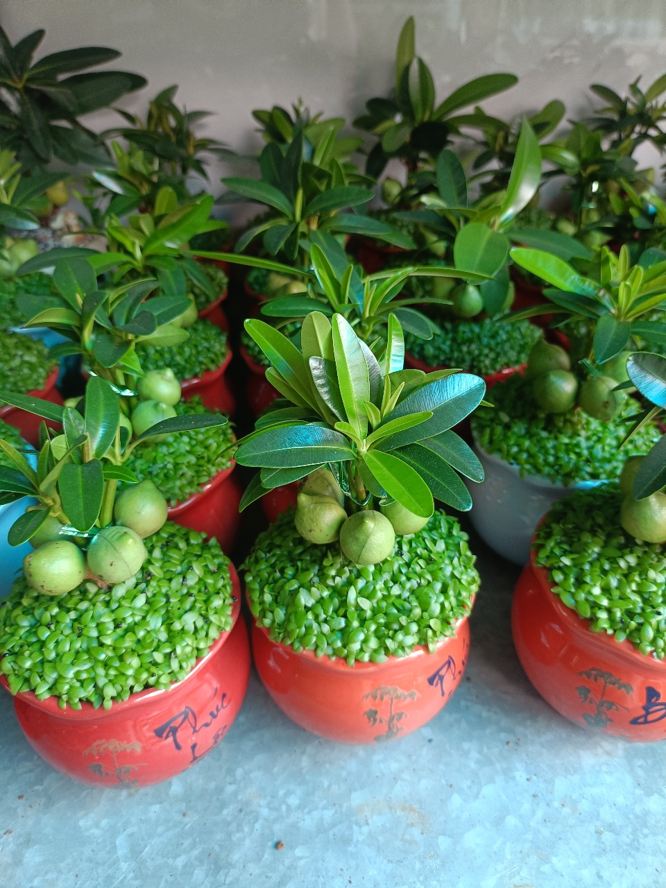 cây may mắn tài lộc