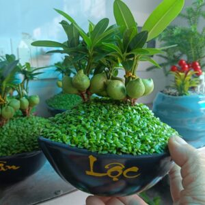 Cây may mắn để bàn làm việc