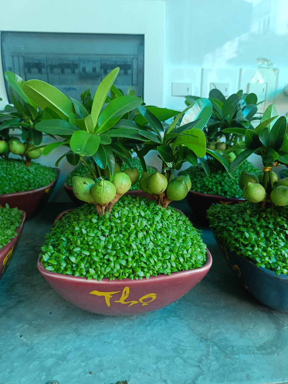 cây may mắn để bàn phong thủy tốt