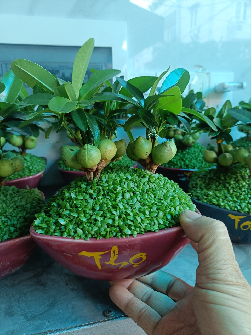 cây may mắn làm quà tặng