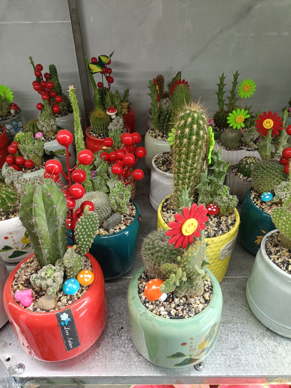 cây xương rồng giá tốt tphcm