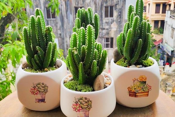 cây xương rồng làm quà tặng