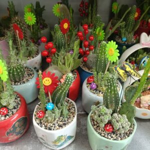 Cây xương rồng mini để bàn