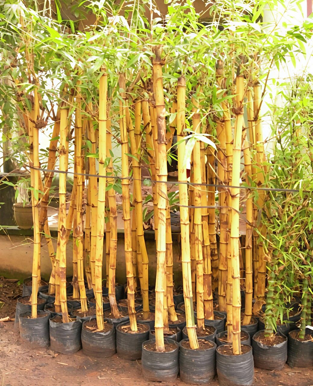 mua cây tre vàng trồng sân vườn