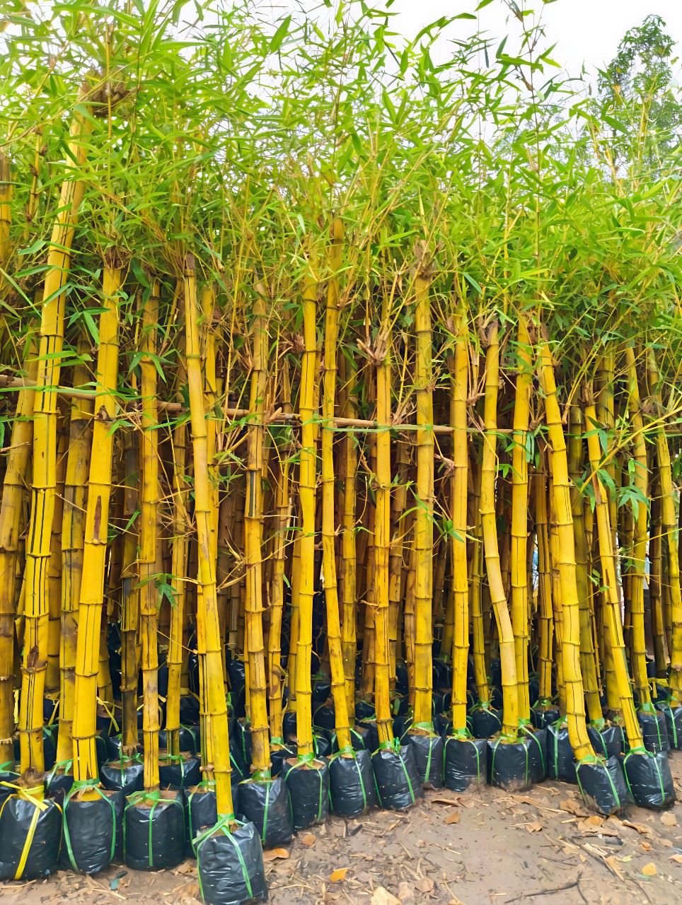 cây tre sọc vàng tại tphcm