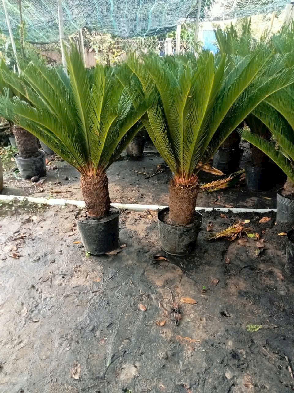 cây thiên tuế cao 1m2