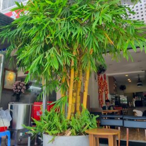 Cây Tre Vàng cao 2m