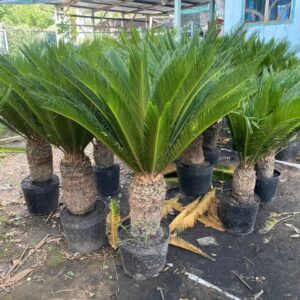 bán Cây Thiên tuế tại tphcm