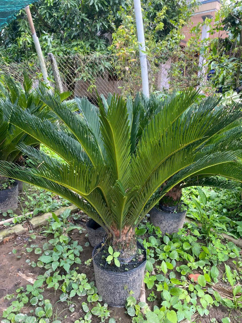 cây thiên tuế thoát thân