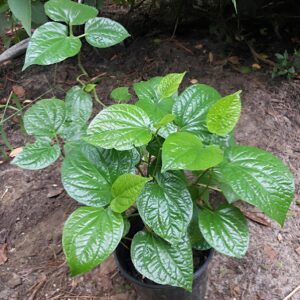 cây lá lốp tại tphcm