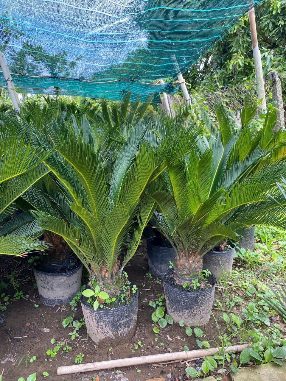 cây thiên tuế thuần chậu