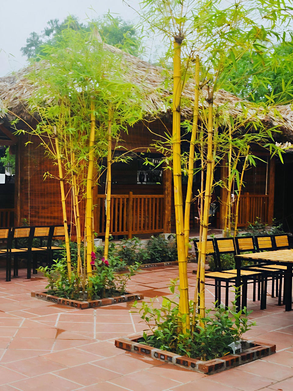 cây tre vàng trồng quán cà phê