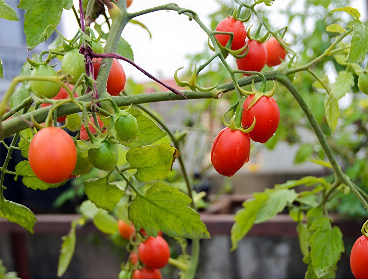 cây cà chua bi trồng chậu