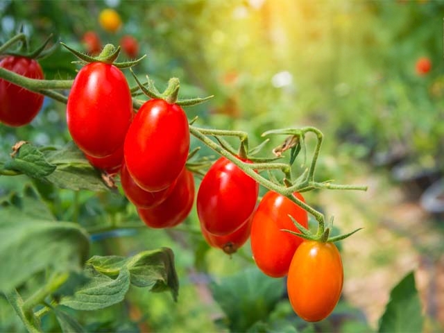 cây cà chua bi giống