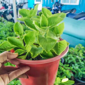 Cây tần dày lá trị ho