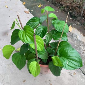 cây trầu không ăn lá