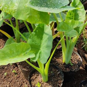 cây bạc hà giống trồng chậu