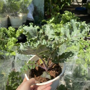 Cây cải Xoăn Kale giống trồng chậu