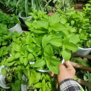 Cây bạc hà Mint giống trồng chậu