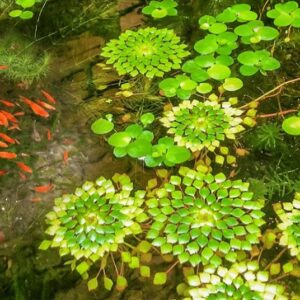 cây ấu thái trồng nước