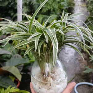 cây cỏ lan chi thủy sinh để bàn