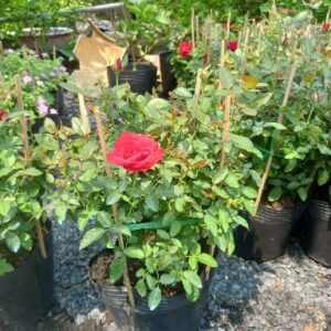 Cây Hồng Siêu Nụ tại tphcm