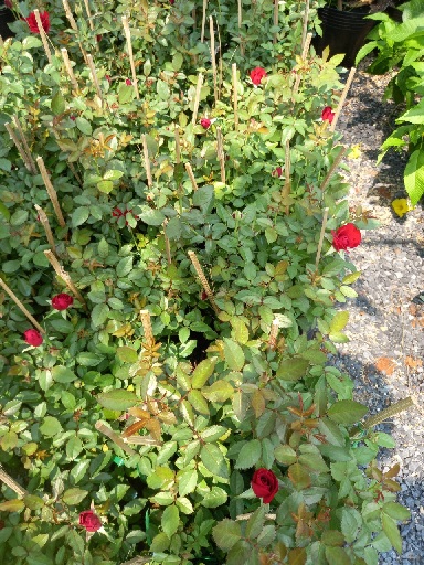 cây hồng siêu hoa