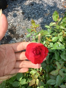 cây hồng màu đỏ