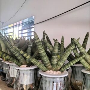 Cây Ngà Voi Thủy Sinh để bàn văn phòng