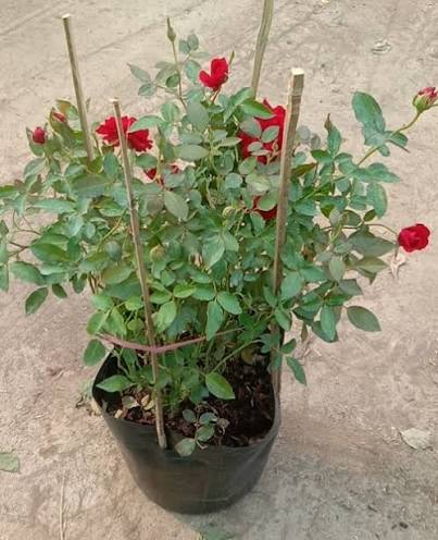 mua cây hồng đỏ tại tphcm