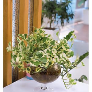 Cây trầu bà cẩm thạch thủy sinh