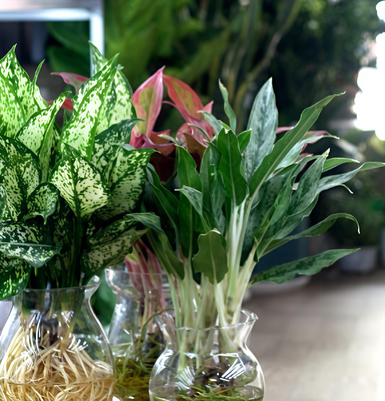 cây thủy sinh để bàn văn phòng