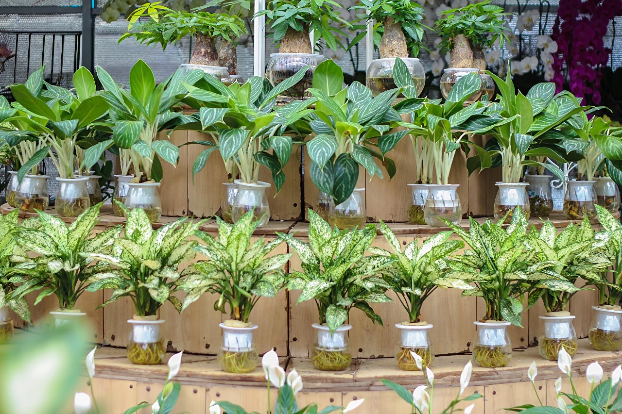 tổng hợp cây thủy sinh