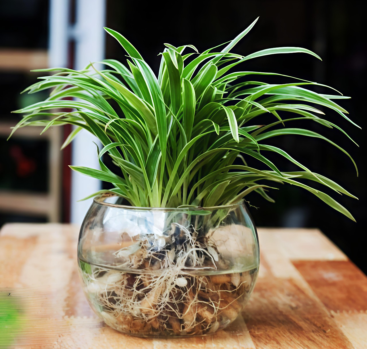 cây cỏ lan chi thủy sinh