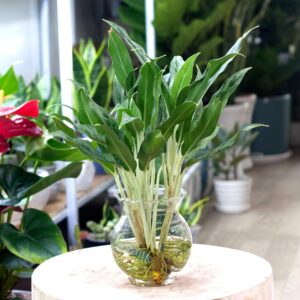 cây giữ tiền thái thủy sinh