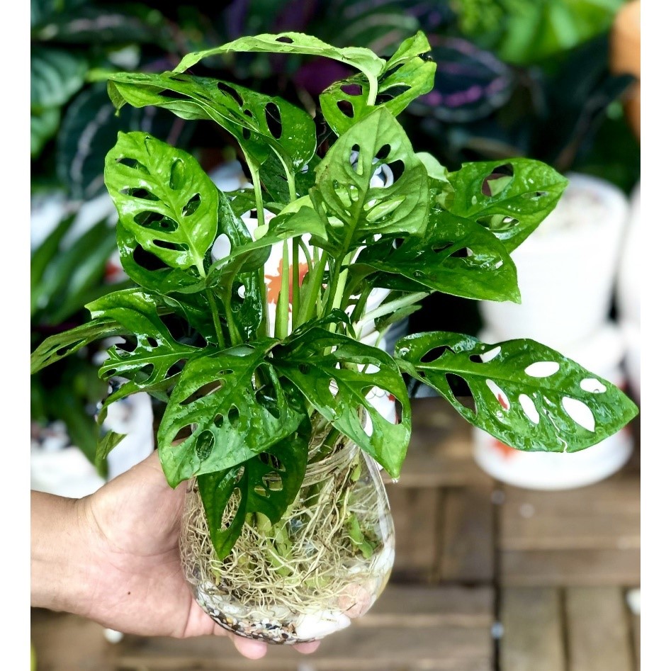 cây trầu bà lỗ thủy sinh