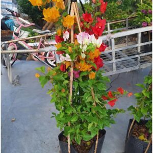 Cây Hoa Giấy Leo Giàn nhiều màu