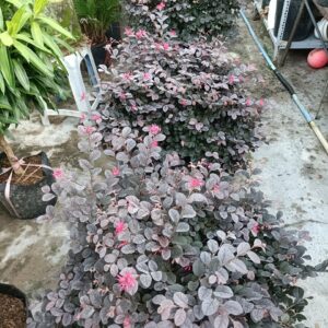Cây Hồng Phụng tán tròn trồng cảnh quan