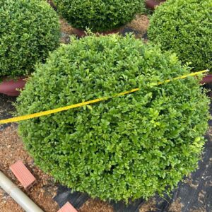 Cây nguyệt quế thái tán tròn trồng cảnh quan