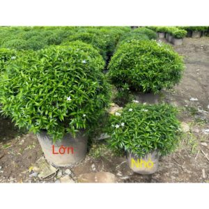 Cây Mai vạn phúc tán tròn trồng cảnh quan