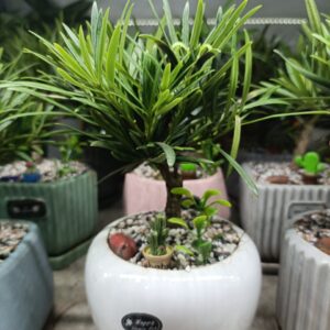 Cây tùng mini tiểu cảnh để bàn