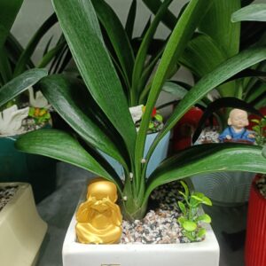 Cây Lan quân tử để bàn