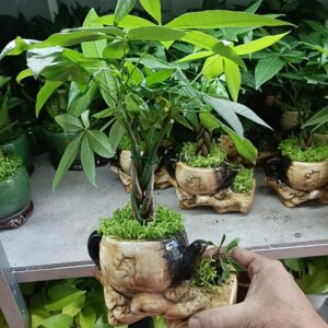 cây kim ngân bính để bàn văn phòng