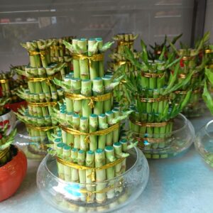 cây phát tài hình tháp