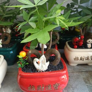 cây kim ngân bonsai mini để bàn làm việc